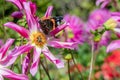 Dahlia Pink Honka flower with butterfly and bumblebee